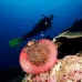 anemonefish_pink_mid_v_0705_png1246.jpg